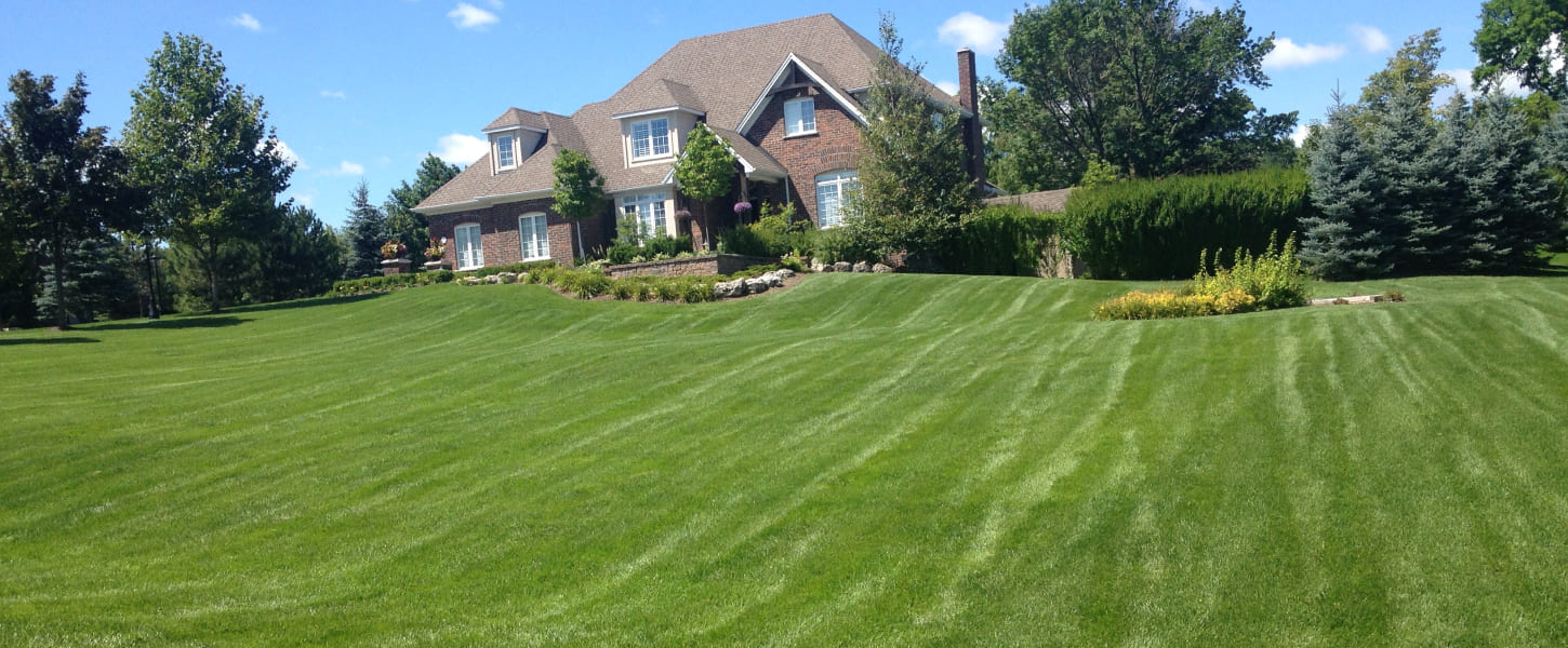 freshly treated lawn with weed control and grub control treatment.