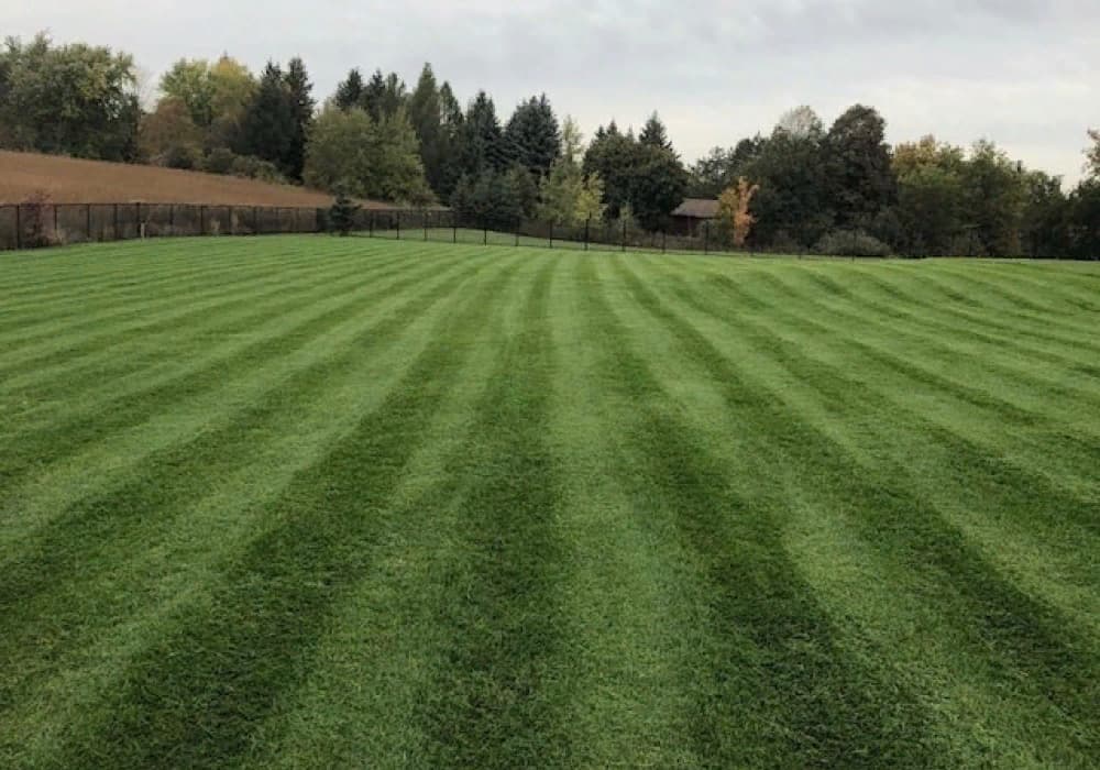 Field of grass mowed with a line pattern.