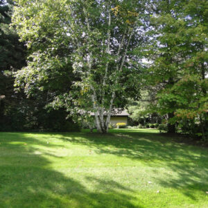 trees and background of a freshly treated lawn and plants by professional lawn care company
