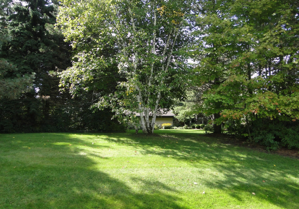 trees and background of a freshly treated lawn and plants by professional lawn care company