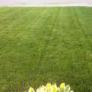 close up of a freshly treated lawn and plants by professional lawn care company