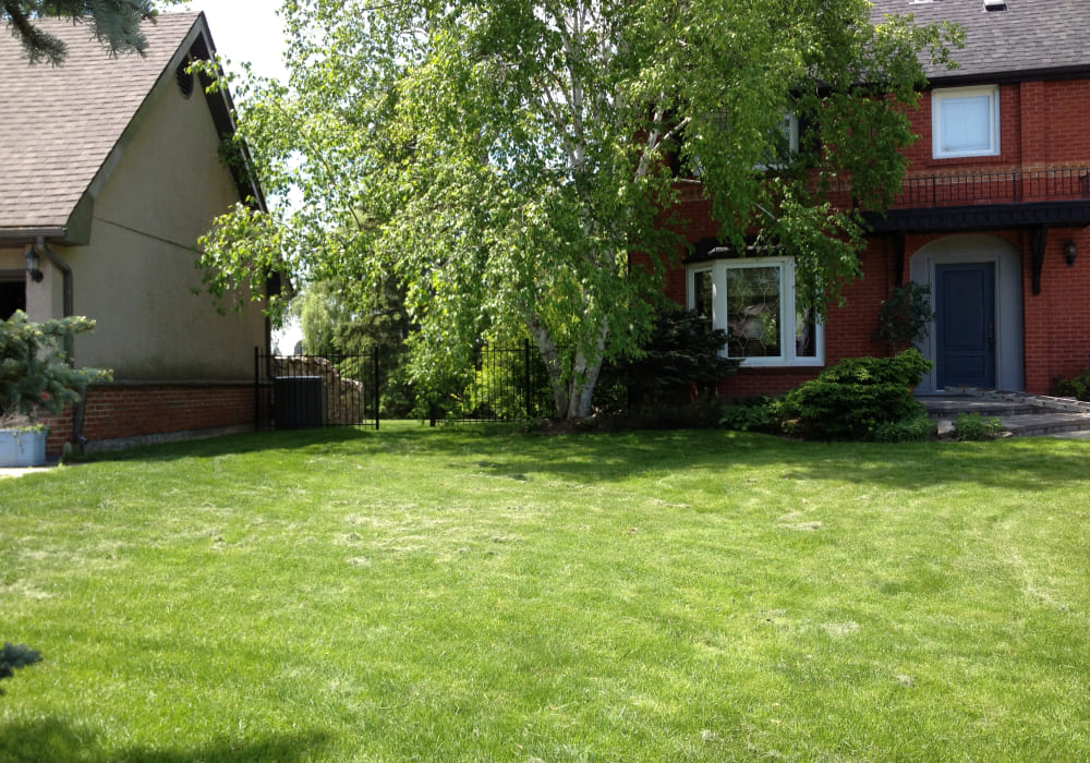 treated lawn and plants by professional lawn care company