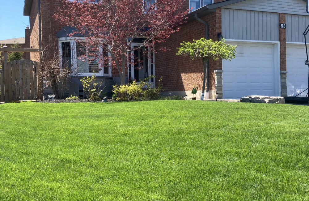 How to Replace Dead or Damaged Grass in 7 Steps