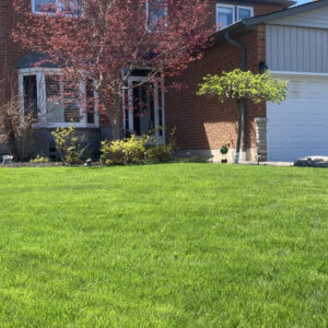 a freshly treated lawn by professional lawn care company