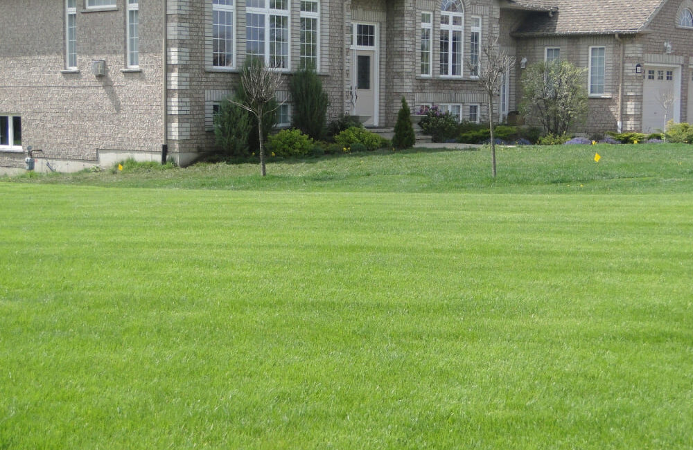 6 Tips for Maintaining Your Lawn Like a Golf Course