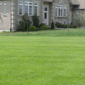 Freshly maintained lawn outside of a large grey house.
