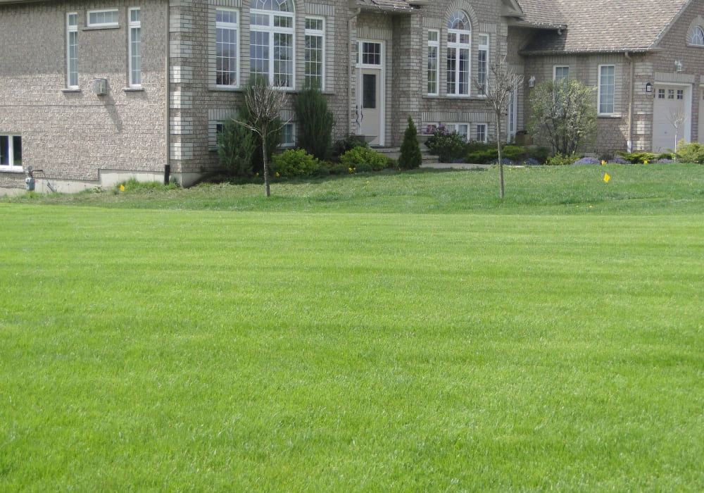 Freshly maintained lawn outside of a large grey house.