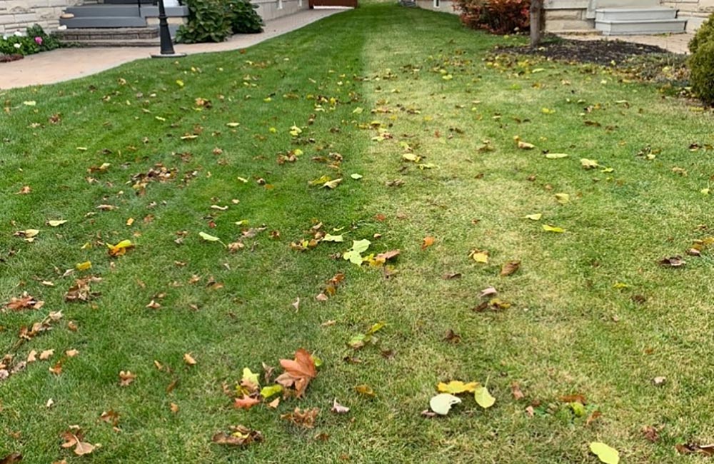 unhealthy lawn vs healthy lawn