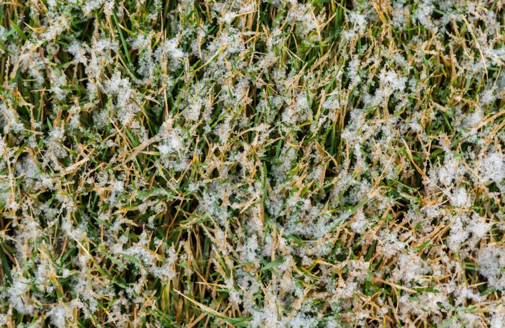 How to Care for Your Lawn During Winter