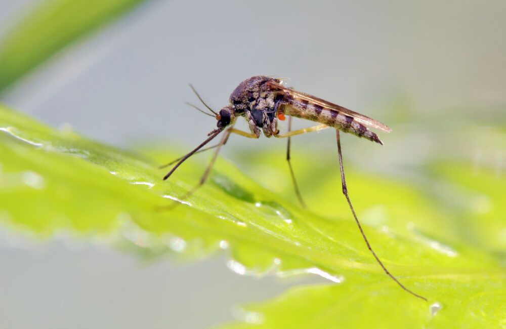Why It’s Never Too Soon to Prepare for Mosquito Season