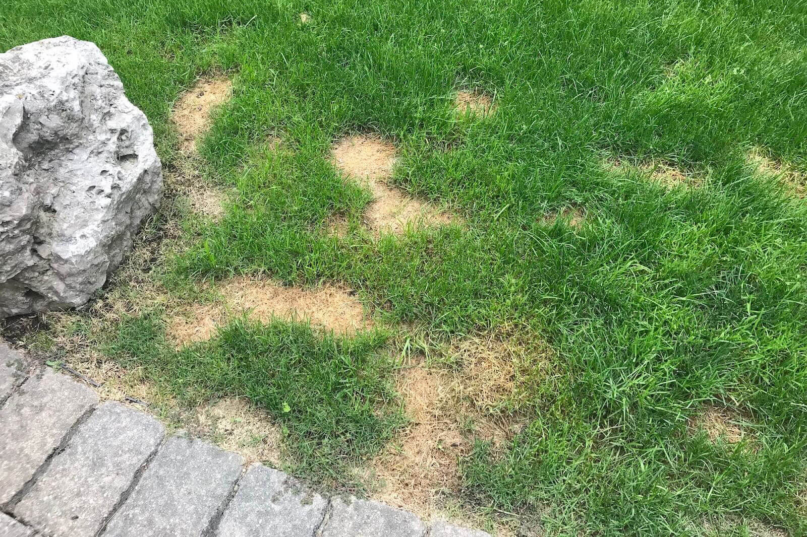 Seed spots in a lawn.