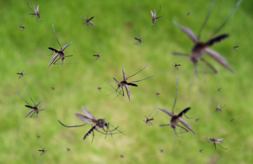 How to Get Rid of Mosquitoes Once and For All