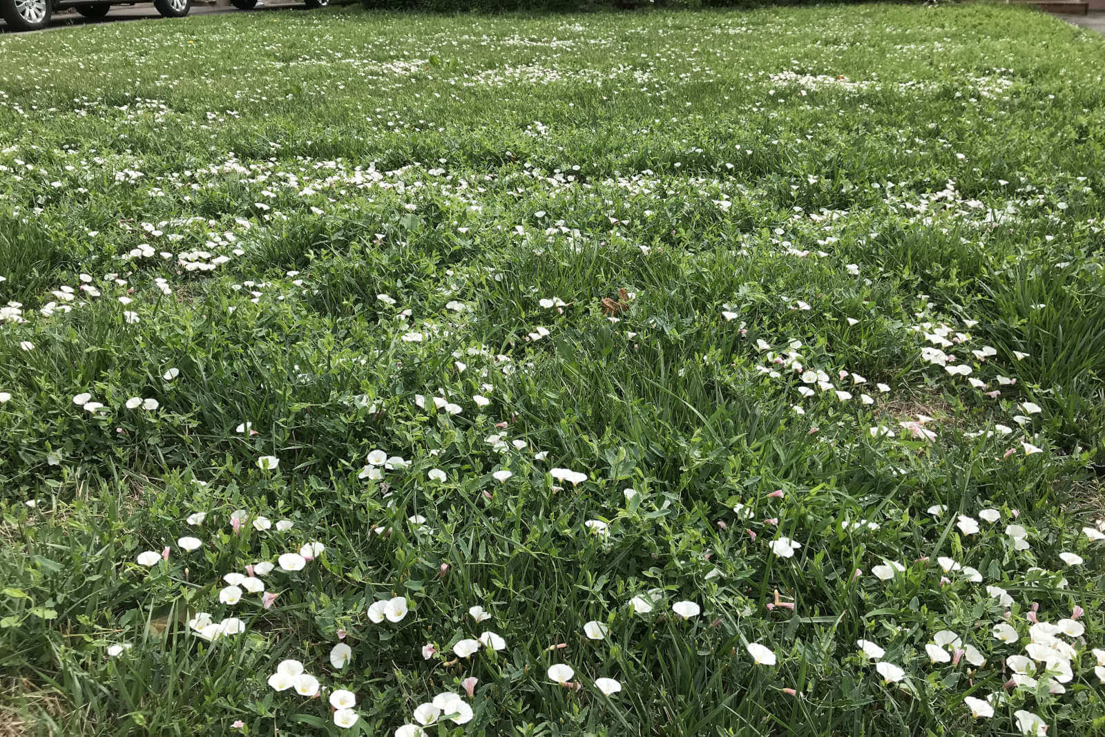 Weeds on a large lawn.