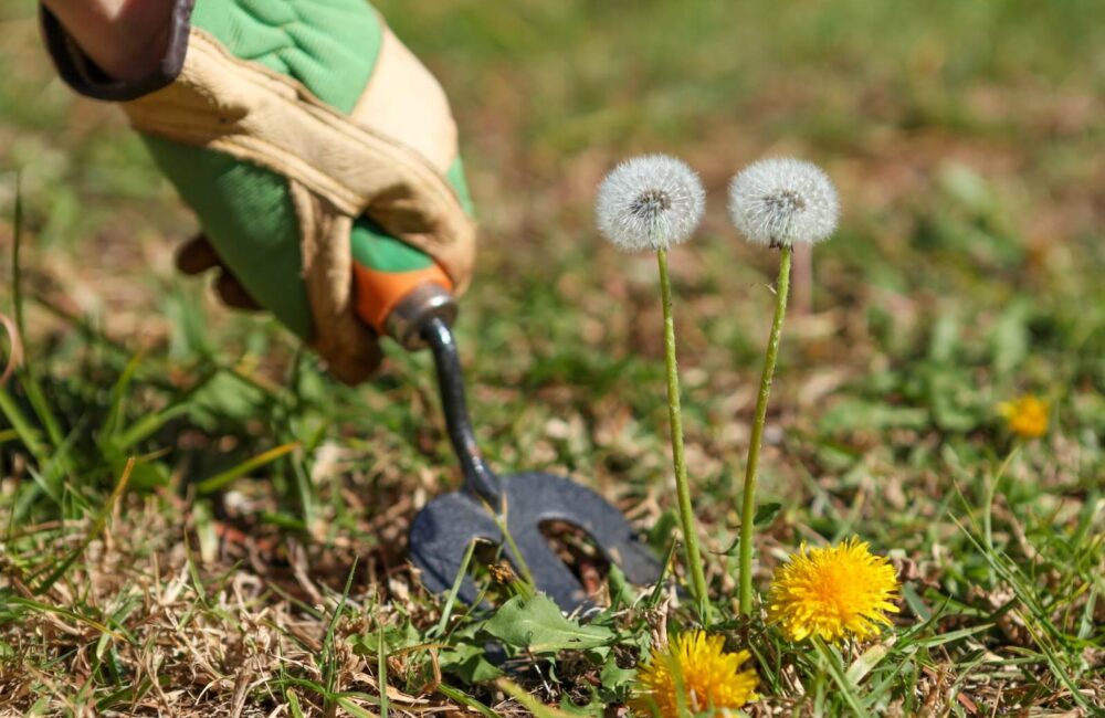 How to Properly Remove Dandelions Without Damaging Your Lawn