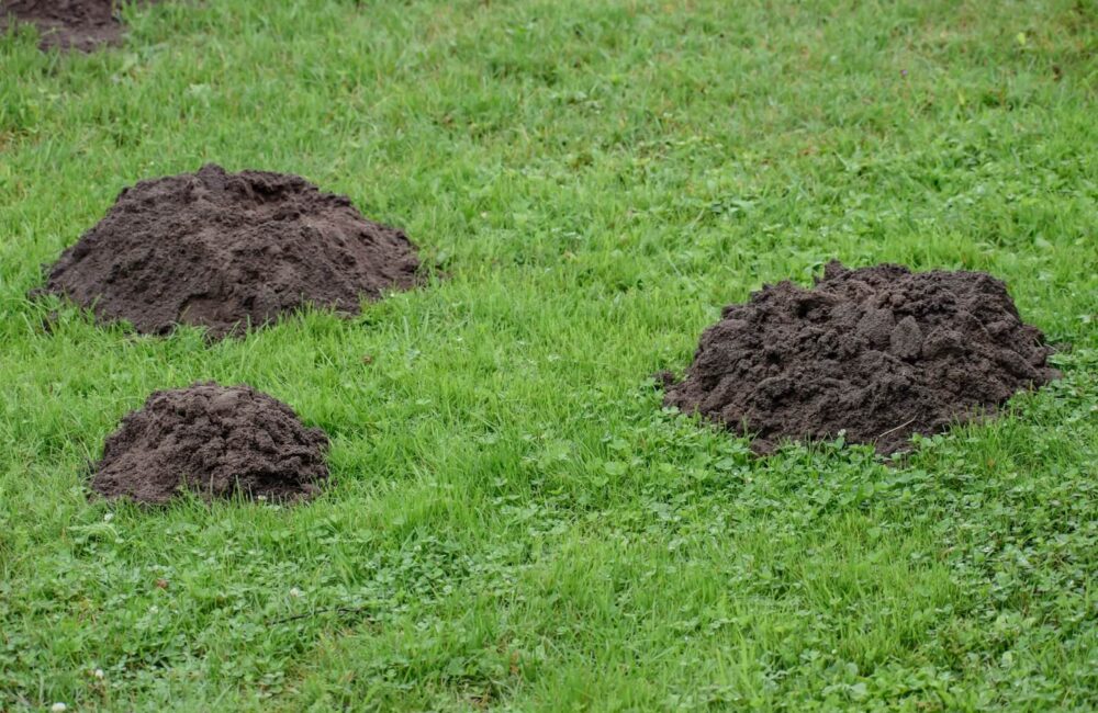 Mosquitoes, Flies, Grubs, and More: Why Certain Pests Are a Problem for Your Lawn – Lawn Mart