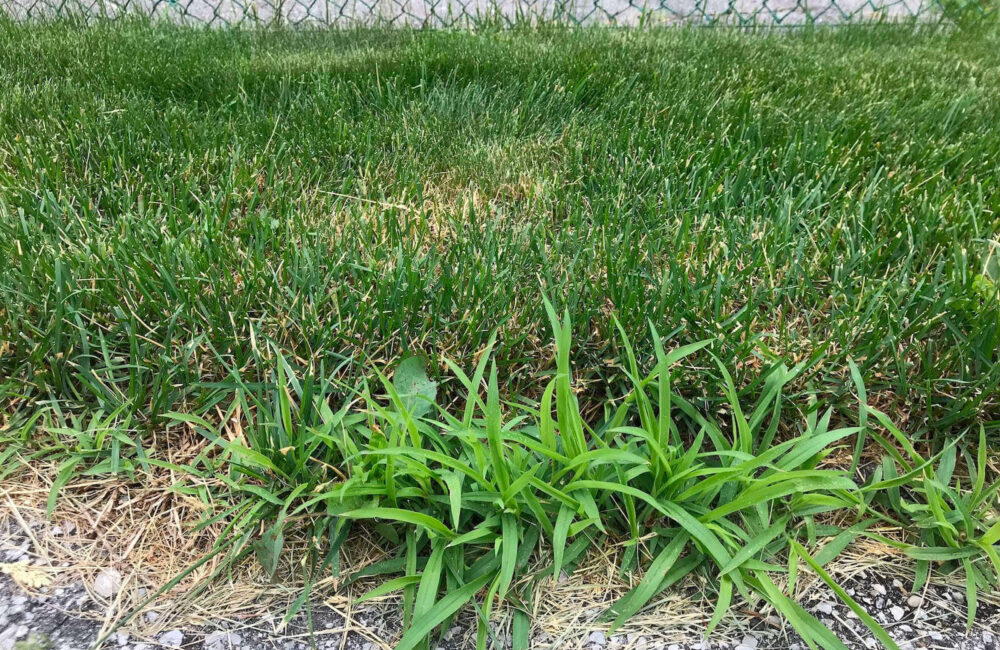 How Different Grass Types Determine How to Care for Your Lawn