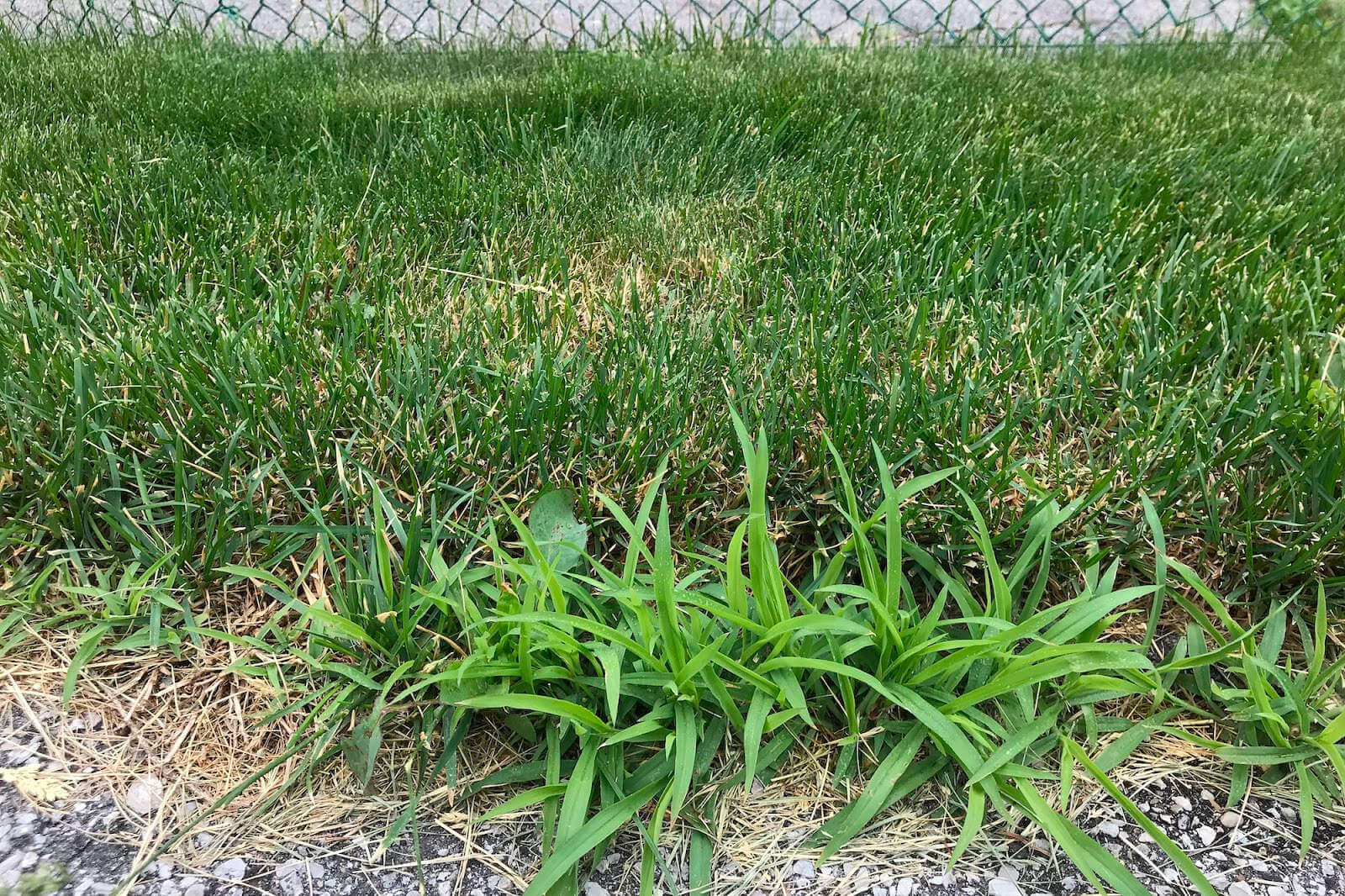 Type of grass