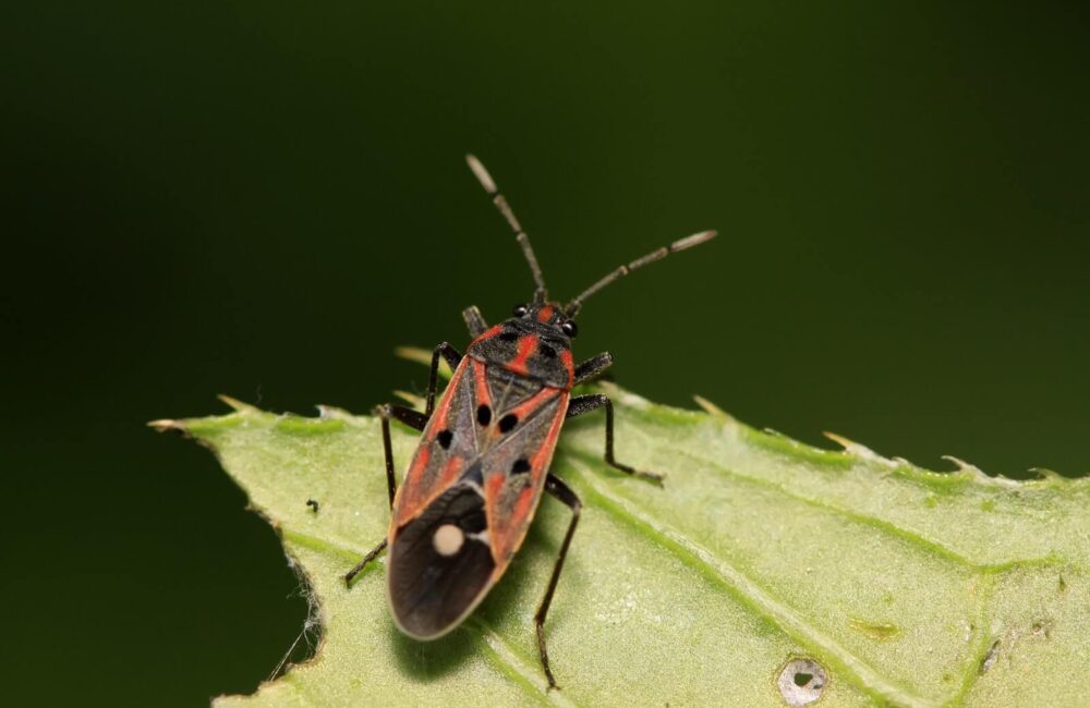 What Are Chinch Bugs and How Do You Keep Them Away From Your Grass?