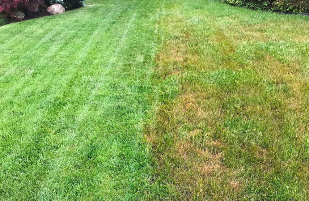Eight Common Lawn Diseases in Toronto and How to Avoid Them