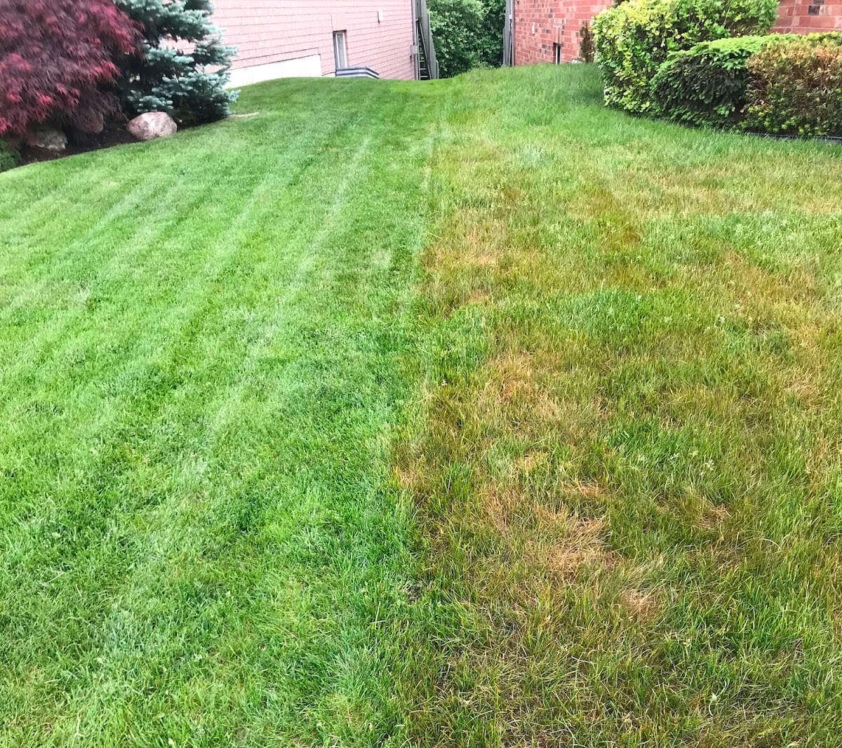 A photo of a diseased lawn