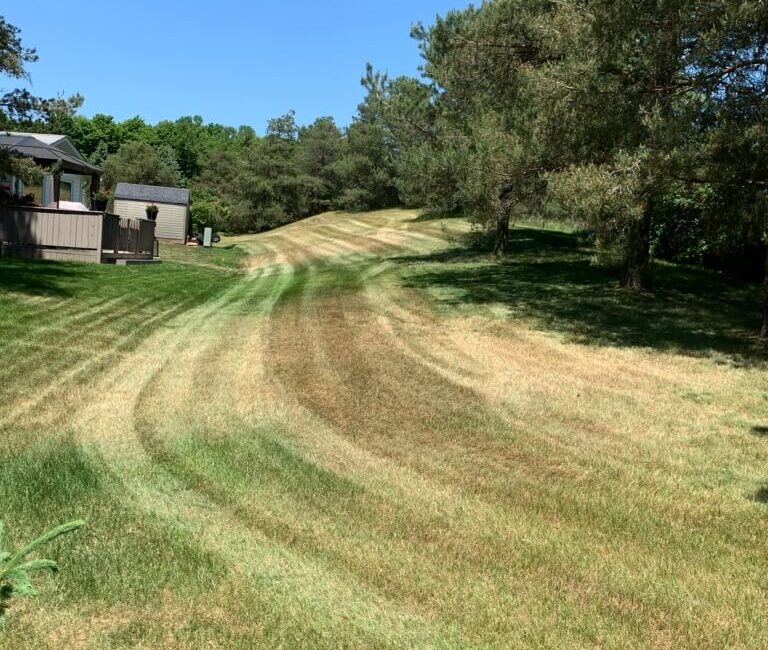 How to Prevent Your Grass From Drying Out Under the Summer Sun