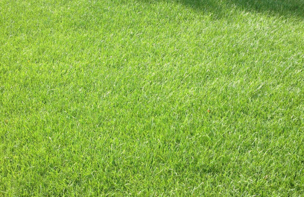 You Don’t Need a Green Thumb to Keep Your Lawn Lush: Here’s Why