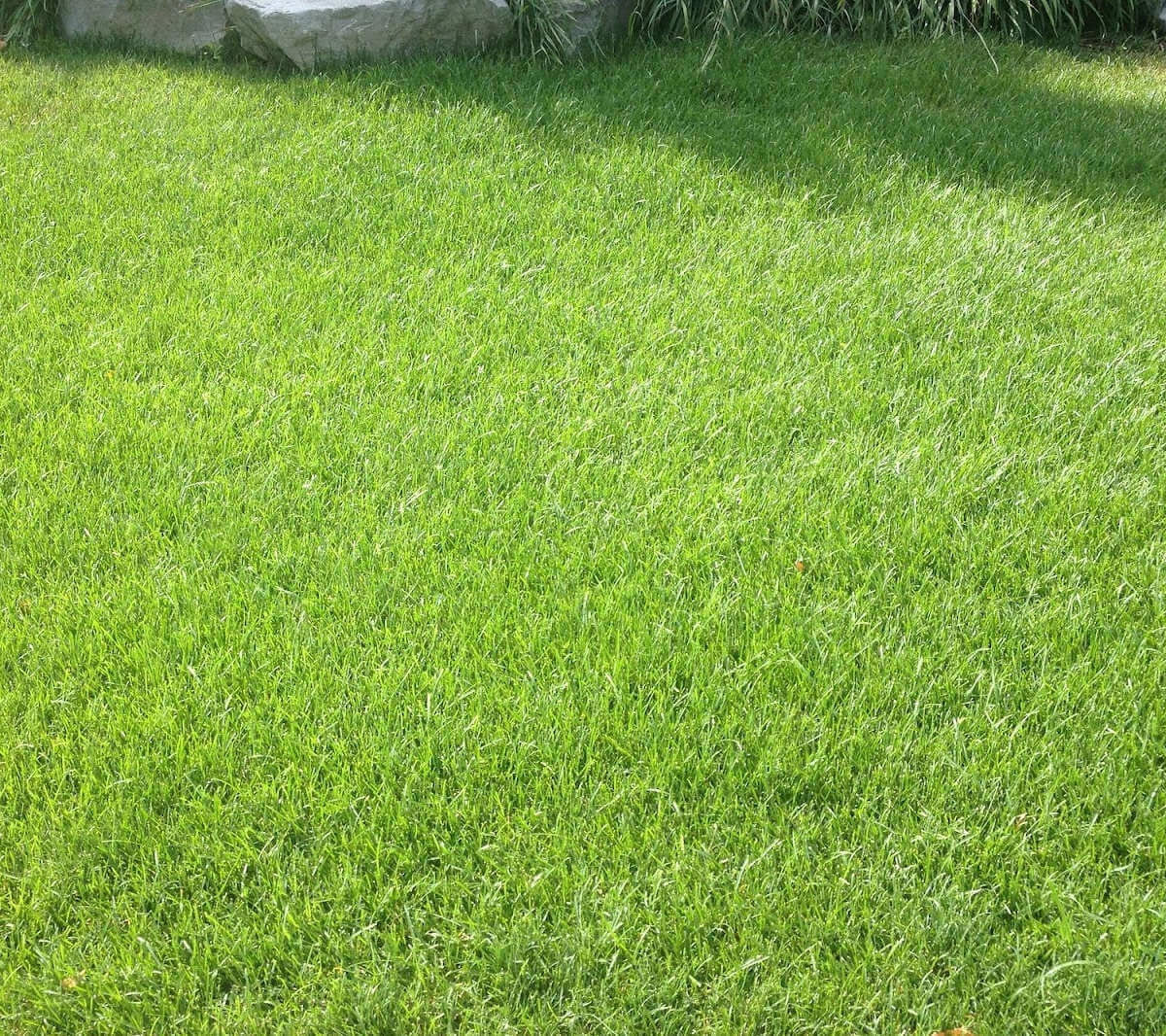 A lush lawn in the Greater Toronto area