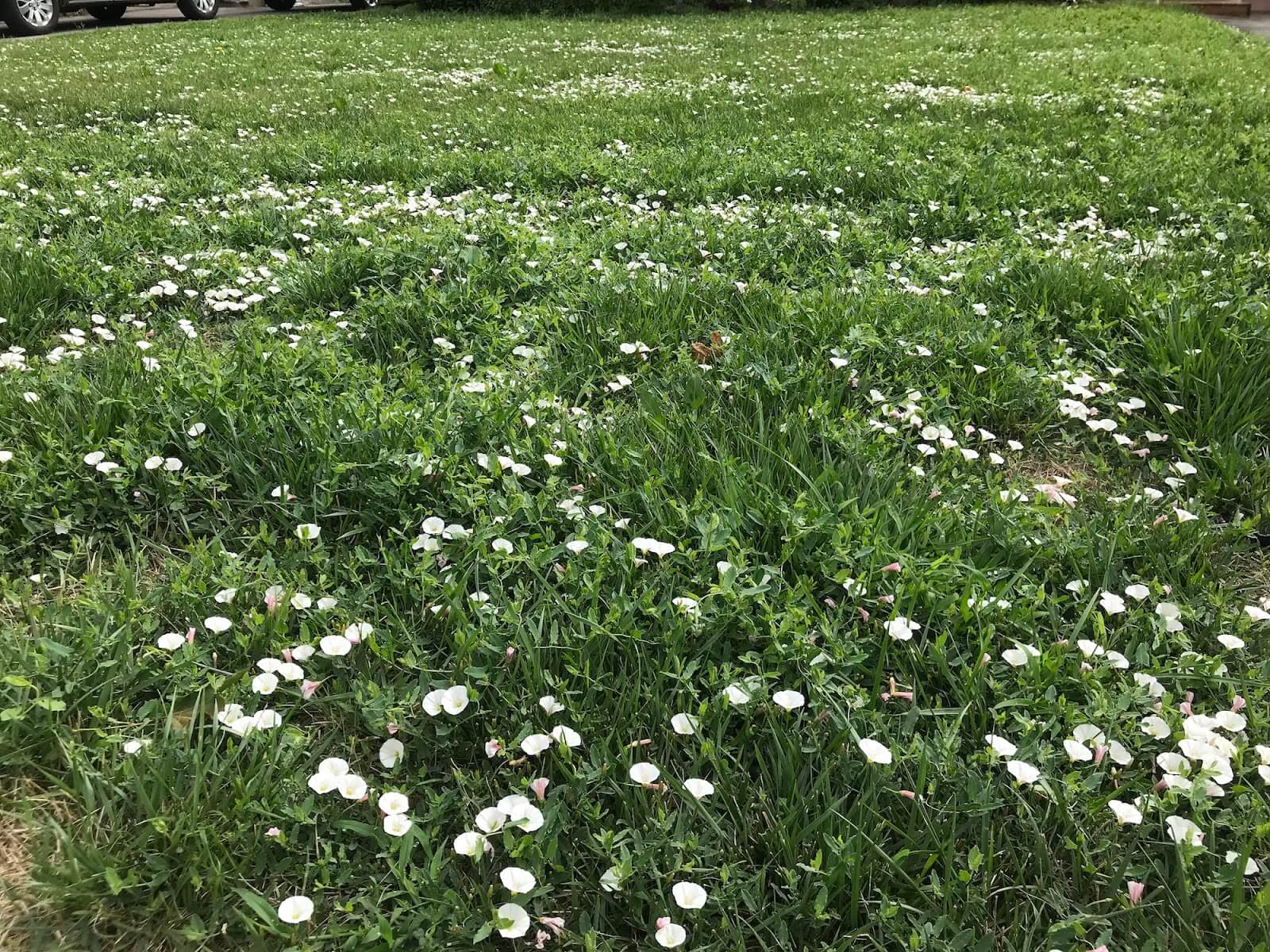 A lawn covered in weeds