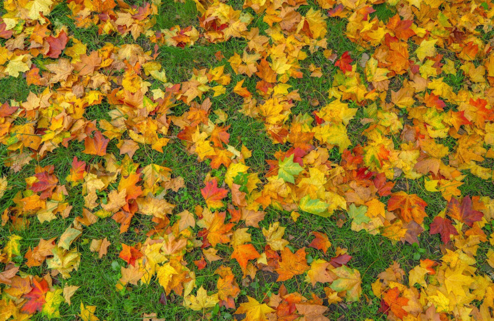 Don’t Let Autumn Leaves Suffocate Your Lawn This Season