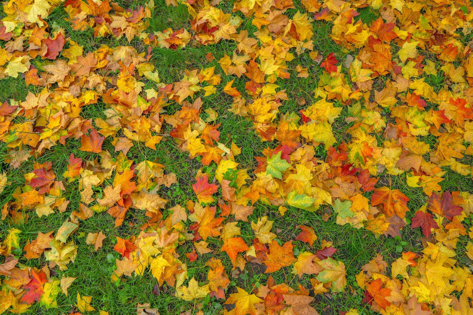 Colorful leaves on a lawn.