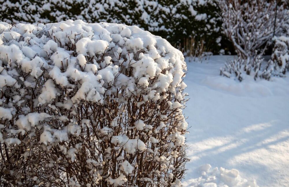 How Significant Snowfall Can Damage Your Lawn This Winter