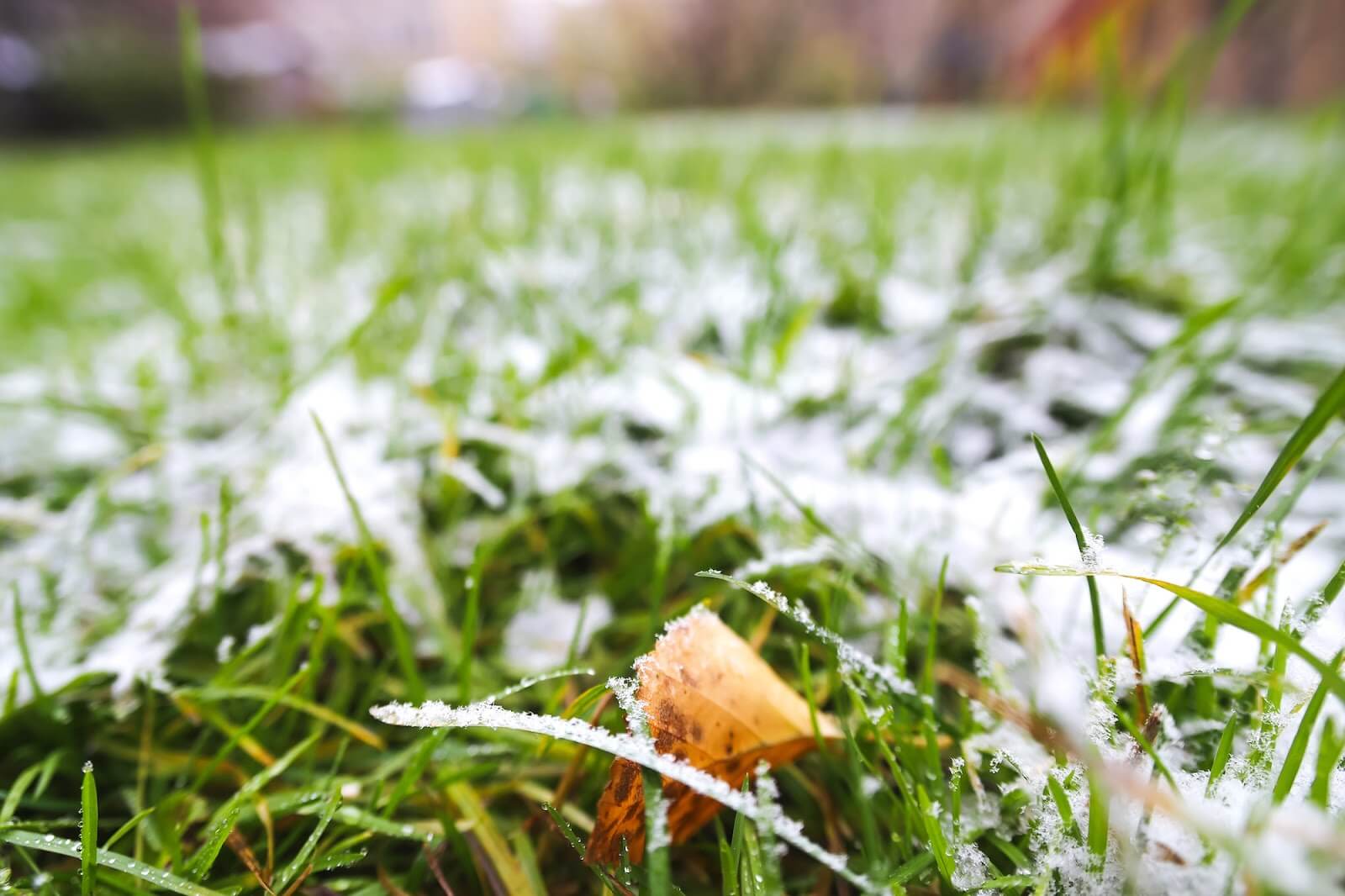 A frost covered lawn