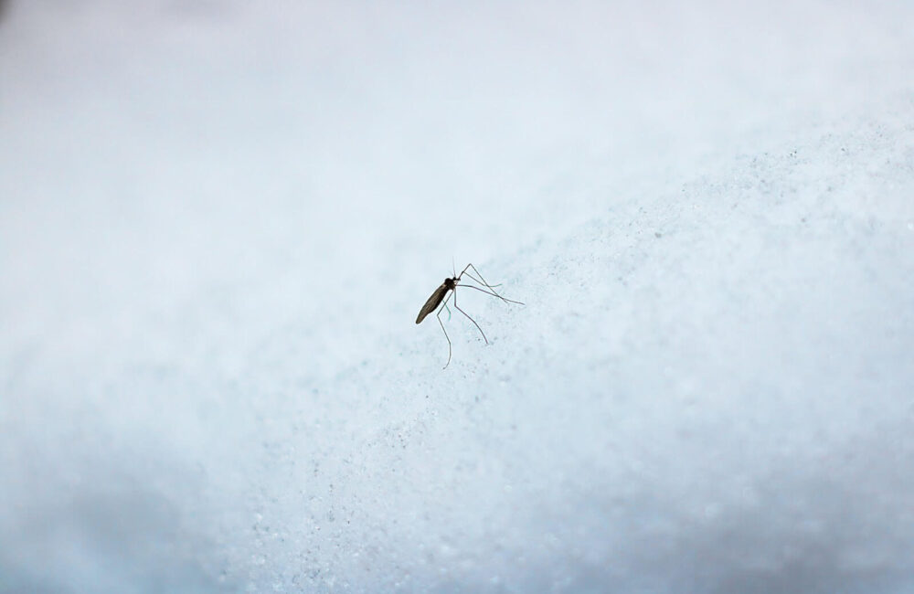 What Happens to Mosquitoes in the Winter?