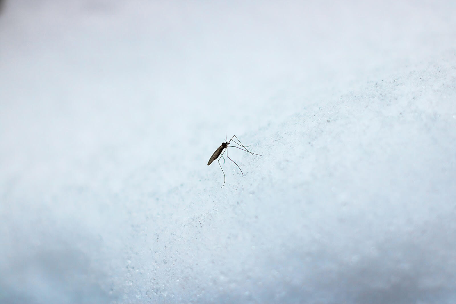 A mosquito in the winter.
