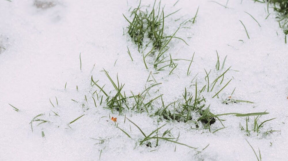 Is De-Icing a Good Idea for Your Lawn?