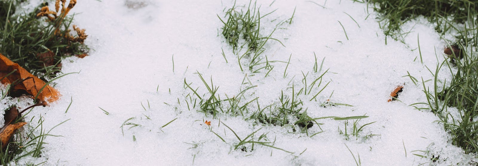 An ice covered lawn