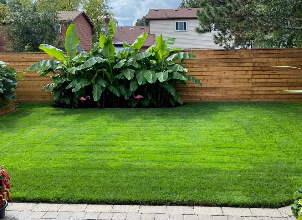 A weed free lawn
