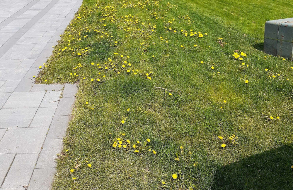 Natural Remedies: Eco-Friendly Approaches to Dandelion Removal in Toronto
