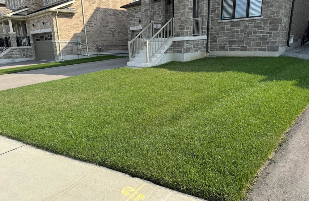 Aeration for Consistent Lawn Growth