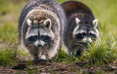 Raccoons strolling through the grass in close proximity