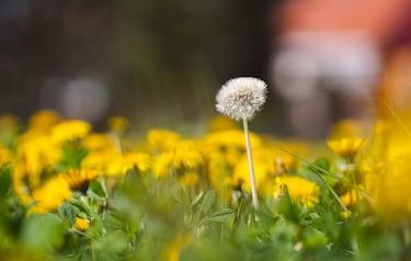 Vibrant yellow field of dandelions basking in the sunshine on a sunny summer day