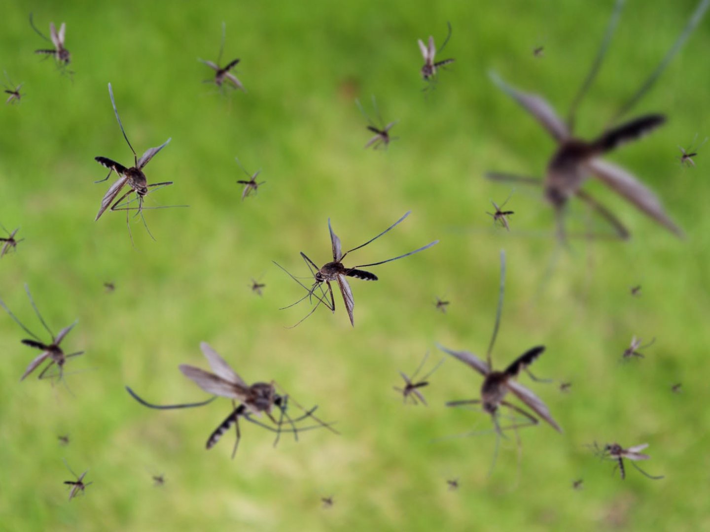 Mosquito Control