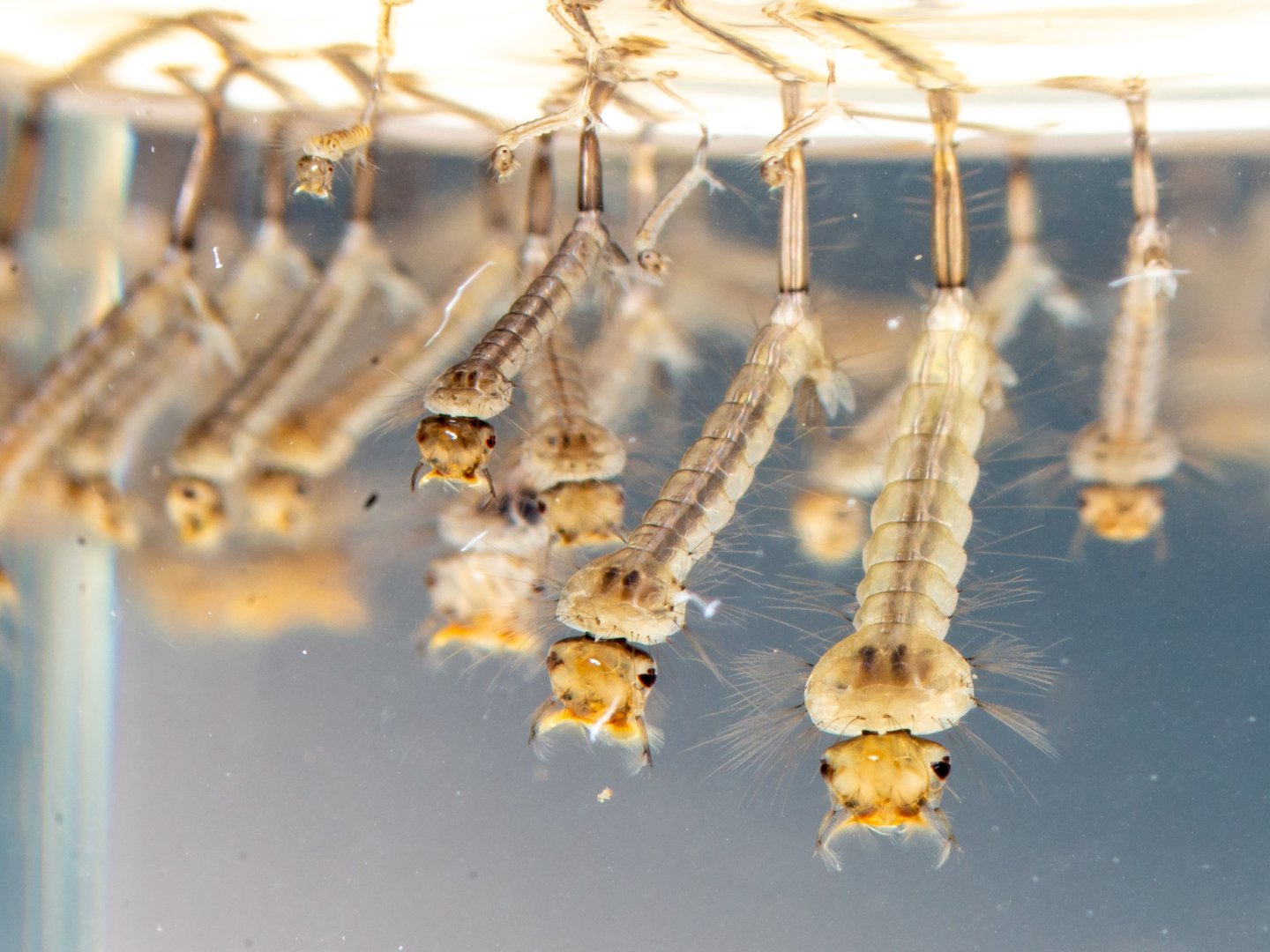 common house mosquito larvae
