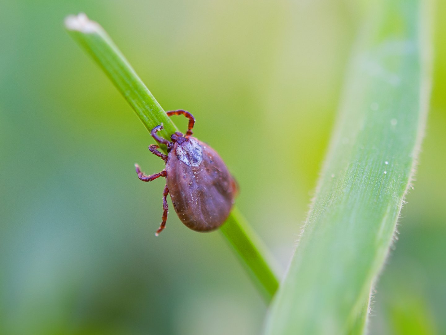 tick and lyme disease in Ontario