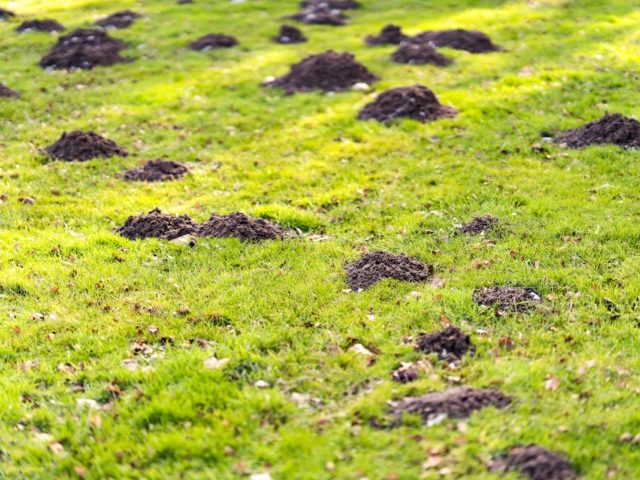 Why Ants Are Taking Over Your Lawn