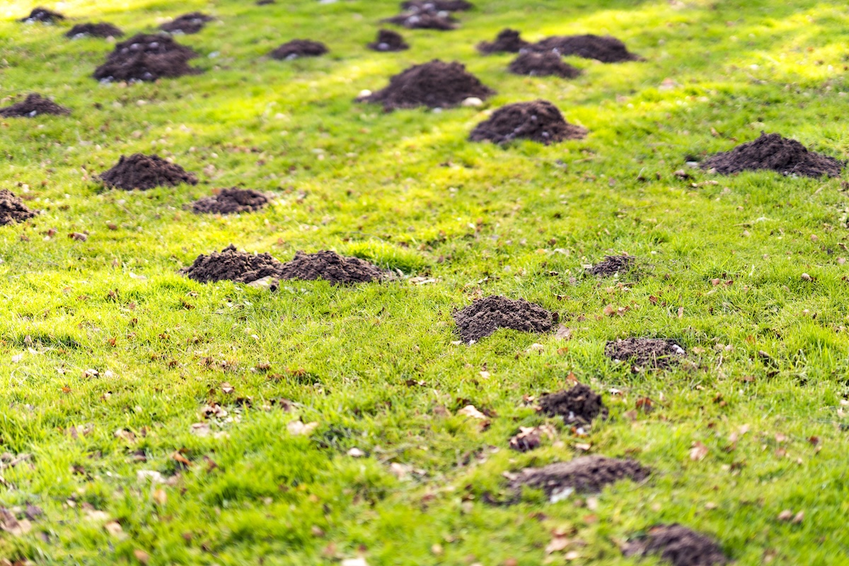 Lawn in the garden with mole hills.