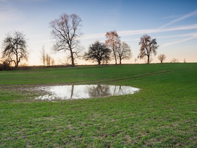 Common Signs of Lawn Drainage Issues