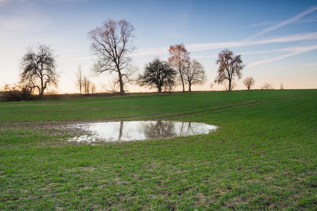 Common Signs of Lawn Drainage Issues