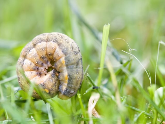 Signs You May Have Grubs in Your Lawn