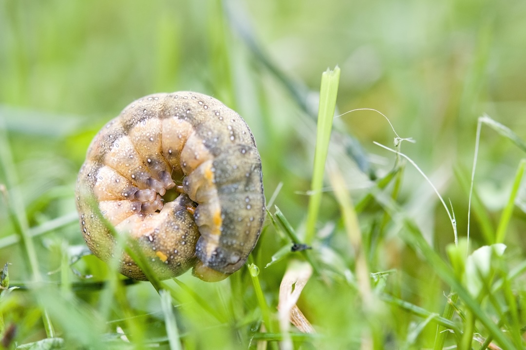 Signs You May Have Grubs in Your Lawn